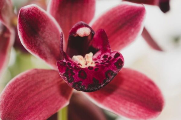 Red Orchids