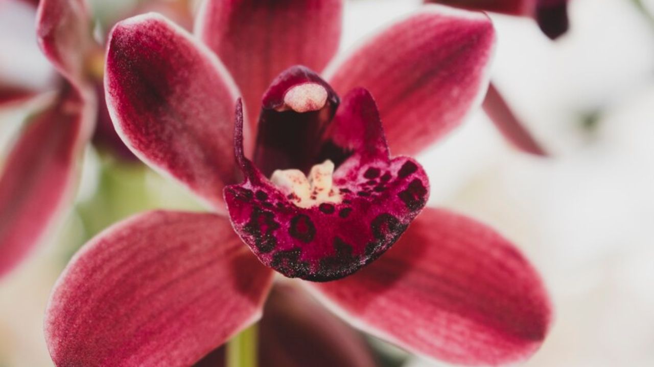 Red Orchids